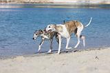 WHIPPET 182